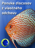 discus odchov discus odchov